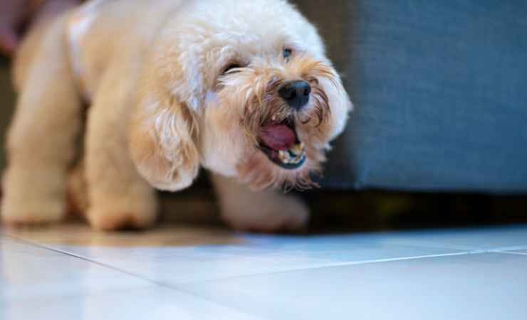 Cane che abbaia in casa