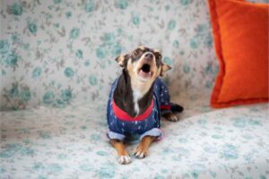 Cane sul divano che abbaia